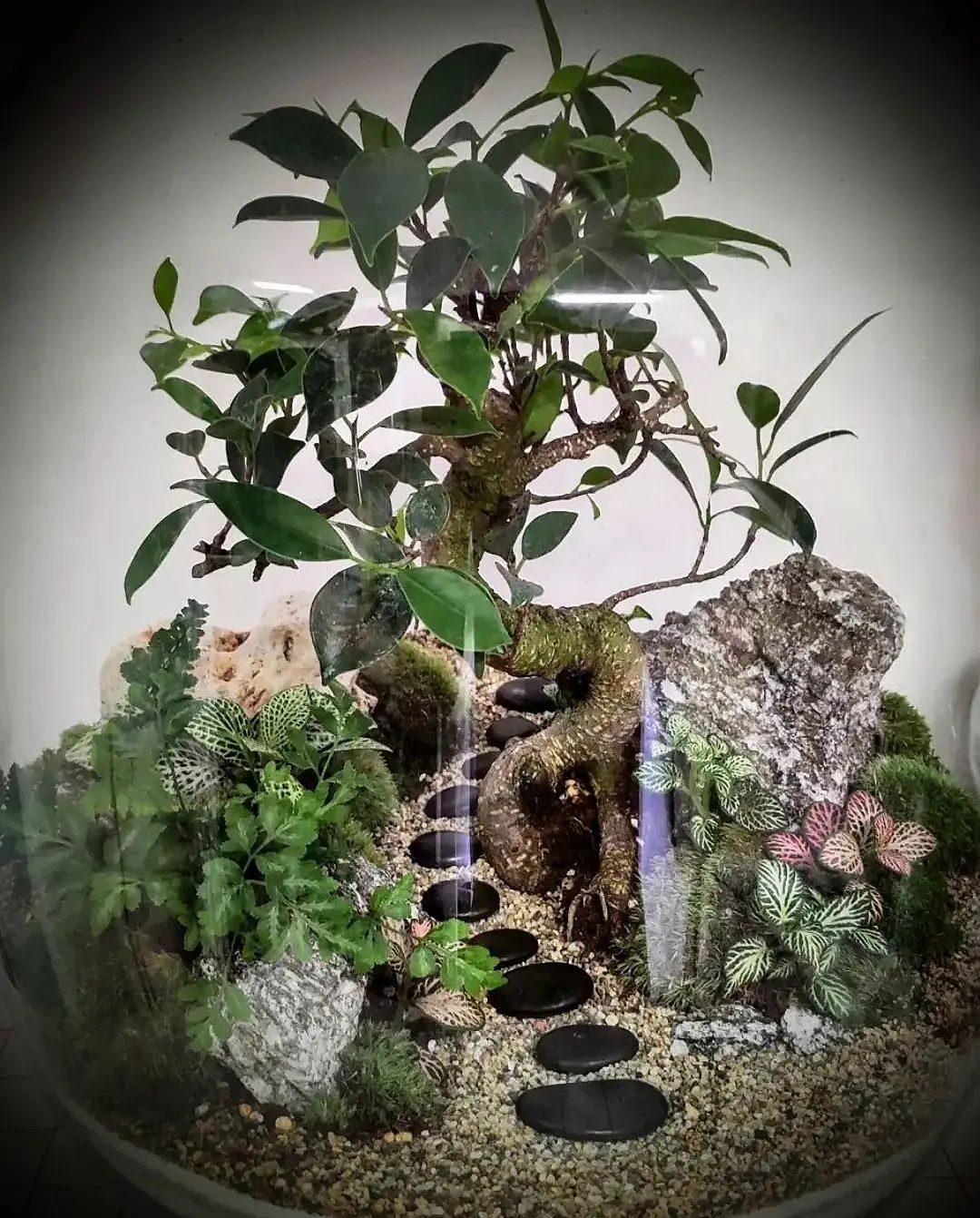 Terrarium con ficus bonsai e sentiero di sassolini