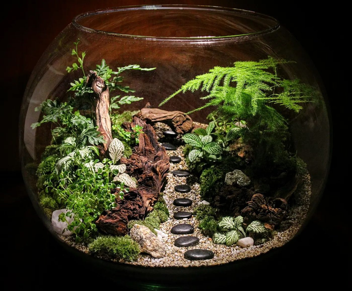 Terrarium con felce e legno radicato