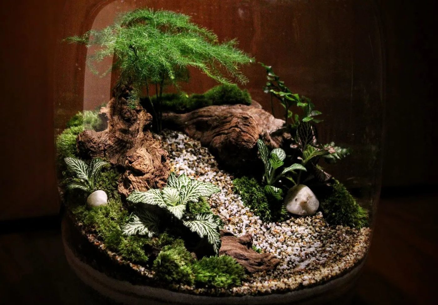 Terrarium con felce piumata e fittonia